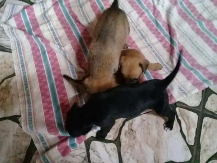 Cachorro ra a Sem definição  idade Abaixo de 2 meses nome Sem nome