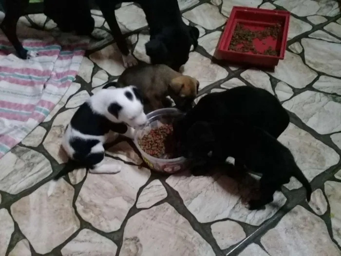 Cachorro ra a Sem definição  idade Abaixo de 2 meses nome Sem nome