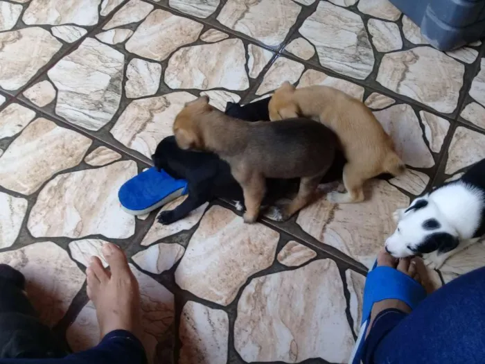 Cachorro ra a Sem definição  idade Abaixo de 2 meses nome Sem nome