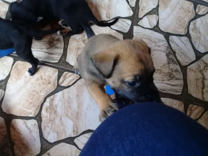 Cachorro ra a Sem definição  idade Abaixo de 2 meses nome Sem nome