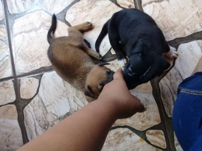 Cachorro ra a Sem definição  idade Abaixo de 2 meses nome Sem nome