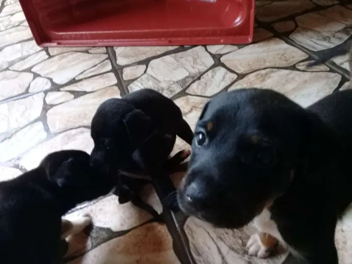 Cachorro ra a Sem definição  idade Abaixo de 2 meses nome Sem nome