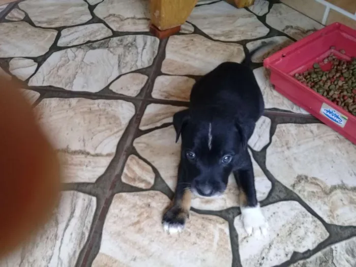 Cachorro ra a Sem definição  idade Abaixo de 2 meses nome Sem nome