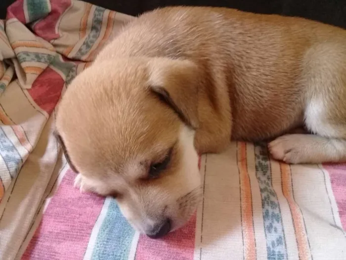 Cachorro ra a Sem definição  idade Abaixo de 2 meses nome Sem nome