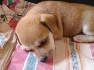 Cachorro raça Sem definição  idade Abaixo de 2 meses nome Sem nome