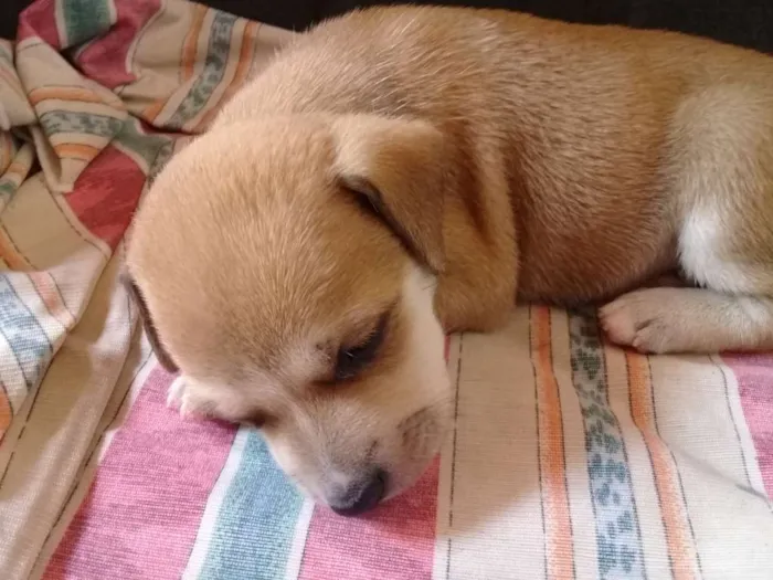 Cachorro ra a Sem definição  idade Abaixo de 2 meses nome Sem nome