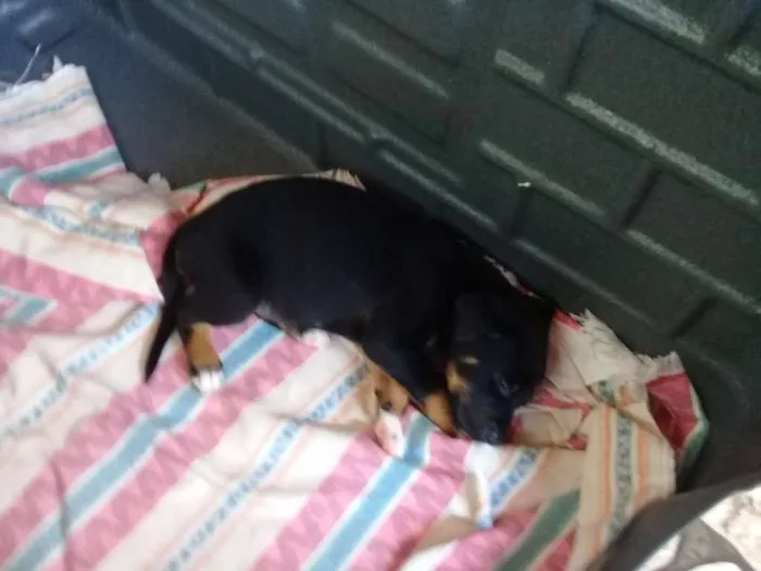 Cachorro ra a Sem definição  idade Abaixo de 2 meses nome Sem nome