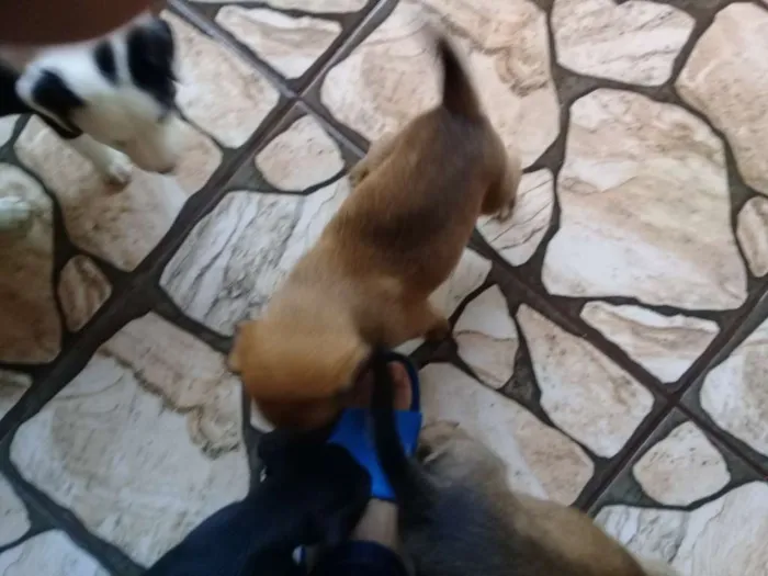 Cachorro ra a Sem definição  idade Abaixo de 2 meses nome Sem nome