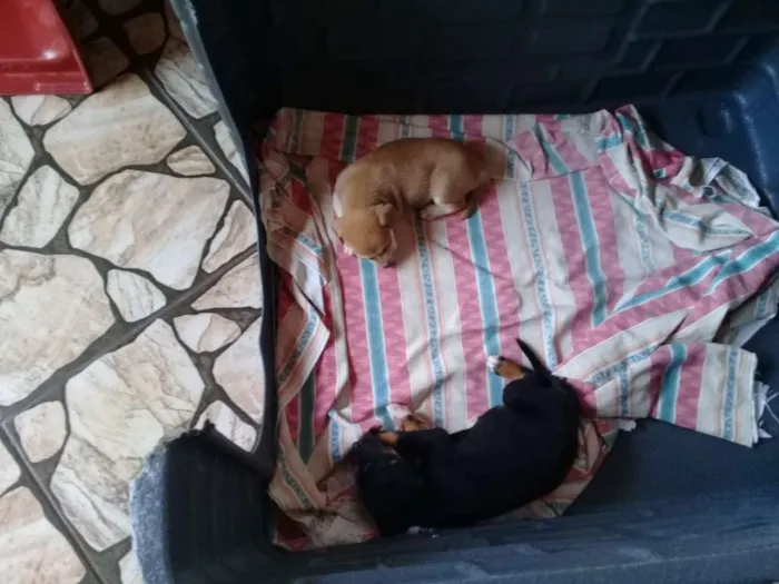 Cachorro ra a Sem definição  idade Abaixo de 2 meses nome Sem nome