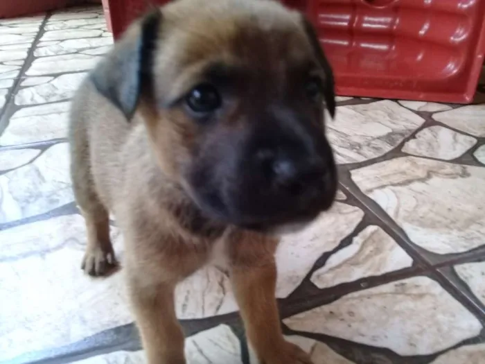 Cachorro ra a Sem definição  idade Abaixo de 2 meses nome Sem nome