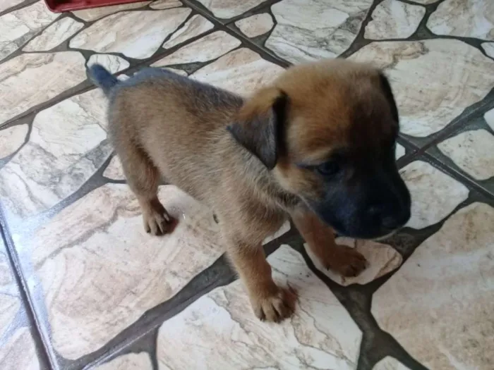 Cachorro ra a Sem definição  idade Abaixo de 2 meses nome Sem nome