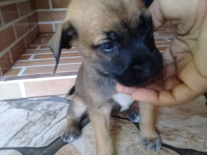 Cachorro ra a Sem definição  idade Abaixo de 2 meses nome Sem nome