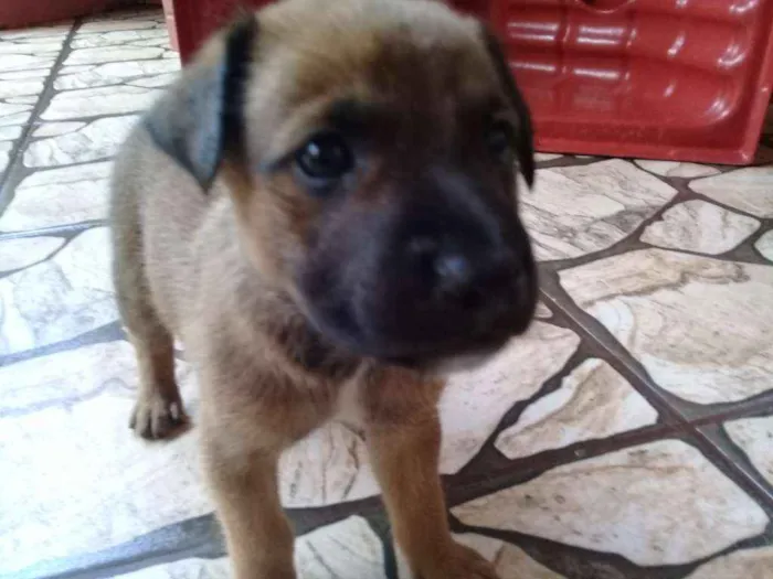 Cachorro ra a Sem definição  idade Abaixo de 2 meses nome Sem nome