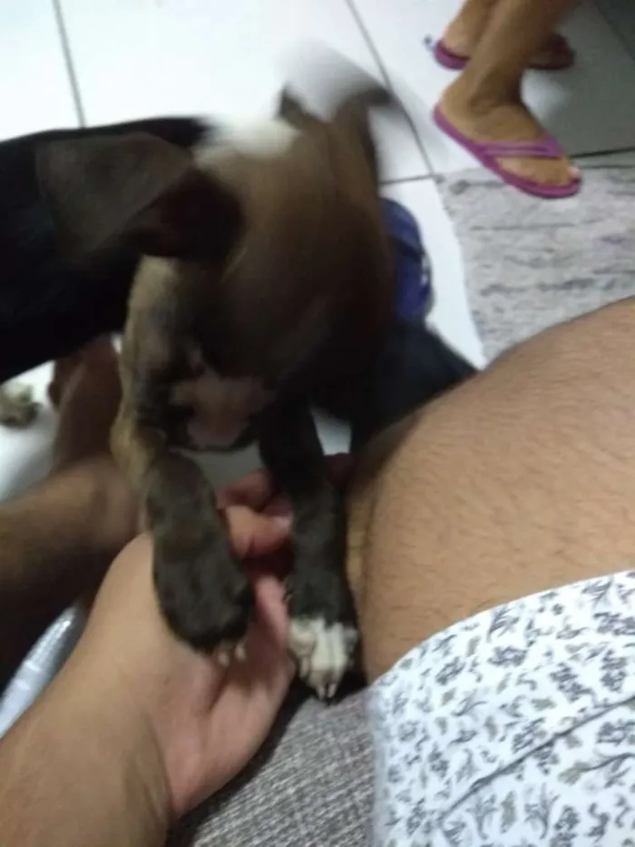 Cachorro ra a Sem raça definida idade Abaixo de 2 meses nome Sem nome 