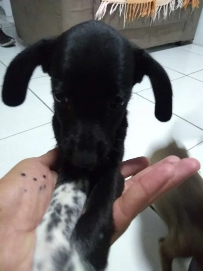 Cachorro ra a Sem raça definida idade Abaixo de 2 meses nome Sem nome 