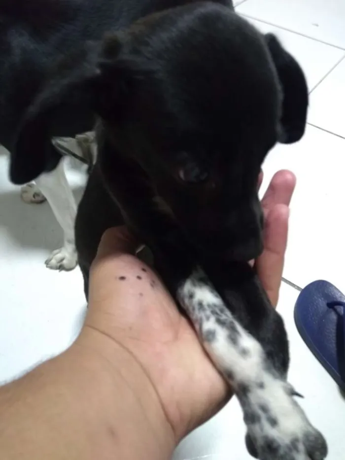 Cachorro ra a Sem raça definida idade Abaixo de 2 meses nome Sem nome 