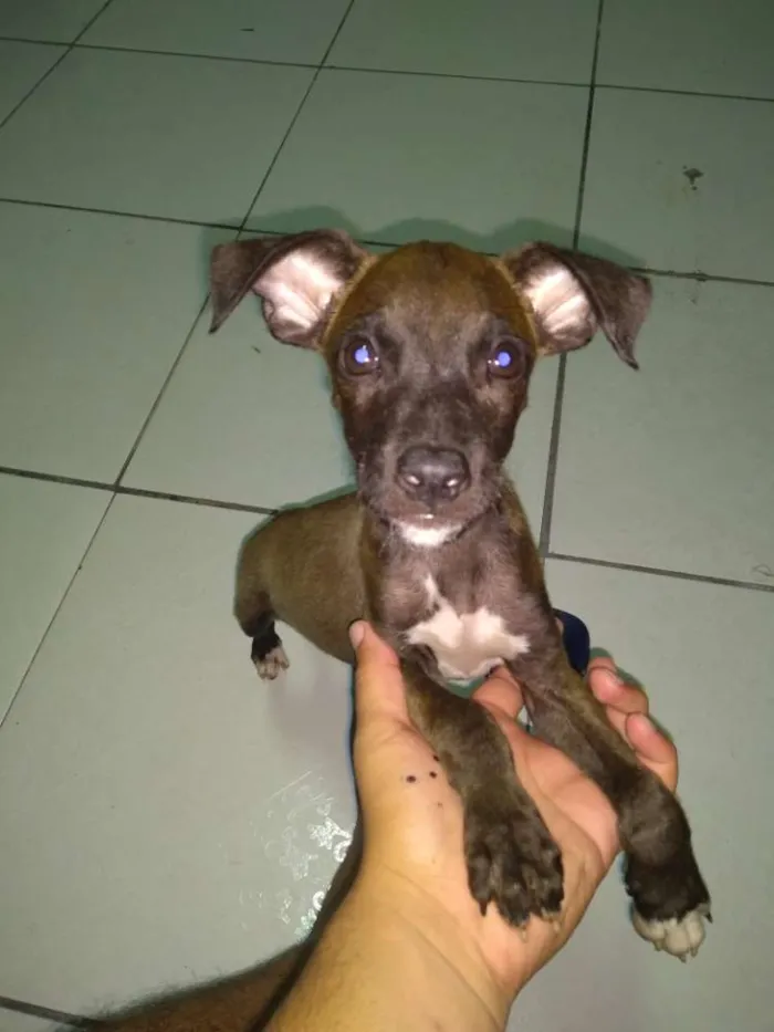 Cachorro ra a Sem raça definida idade Abaixo de 2 meses nome Sem nome 