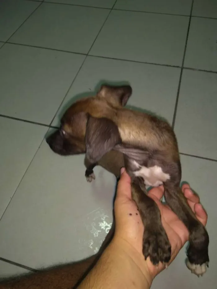 Cachorro ra a Sem raça definida idade Abaixo de 2 meses nome Sem nome 