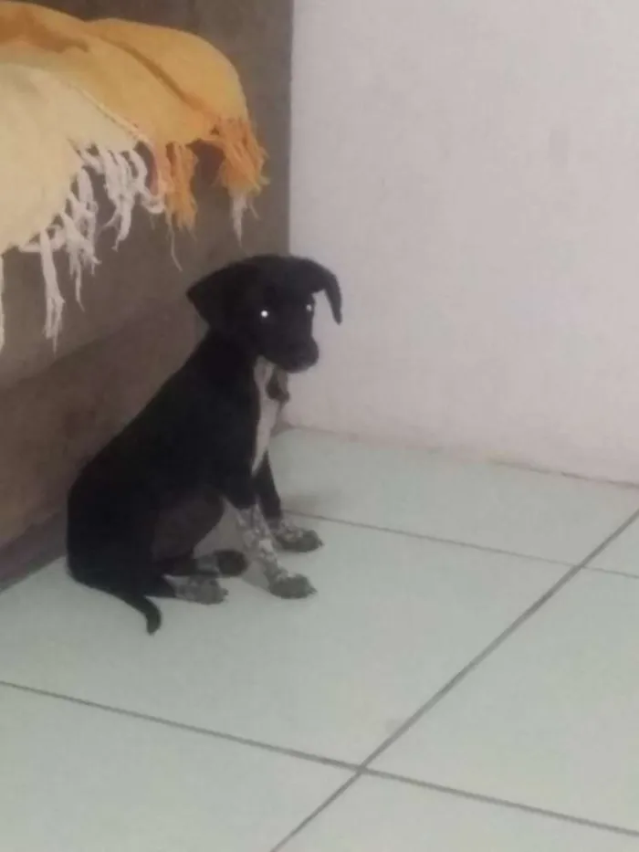 Cachorro ra a Sem raça definida idade Abaixo de 2 meses nome Sem nome 