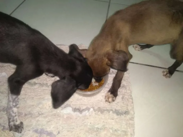 Cachorro ra a Sem raça definida idade Abaixo de 2 meses nome Sem nome 