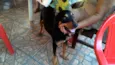 Negao