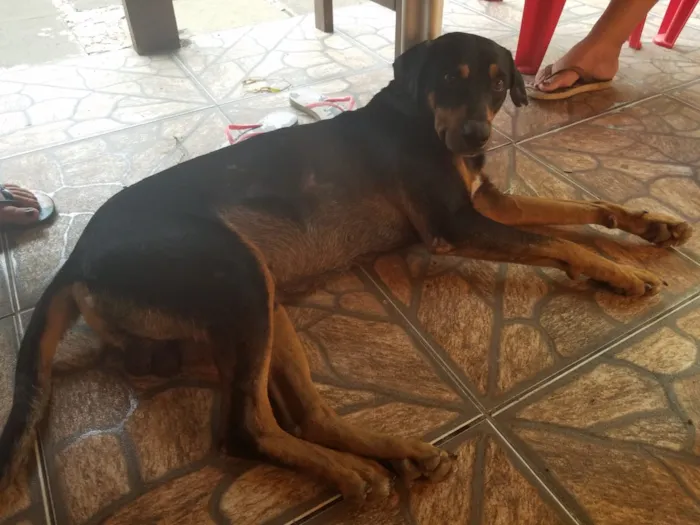 Cachorro raça Srd idade 4 anos nome Negao