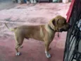 BRUCE