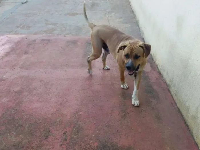Cachorro ra a BOXER/FILA idade 1 ano nome BRUCE