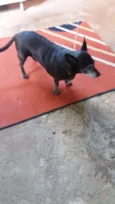 Vozinha