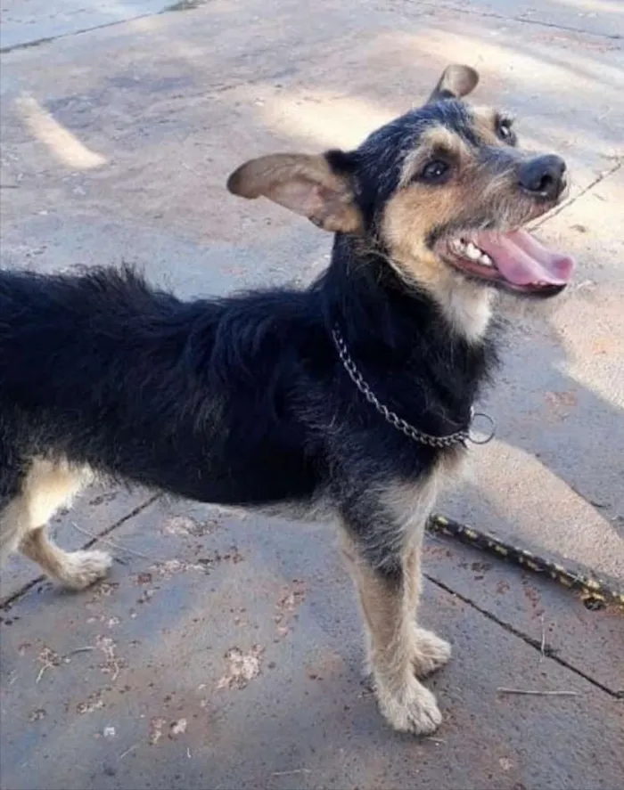 Cachorro ra a SRD idade 1 ano nome Tito 