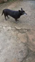 Vozinha