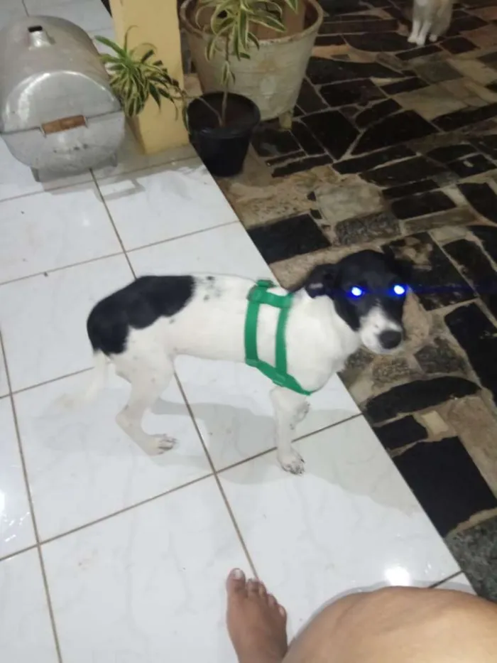 Cachorro raça Vira lata idade 2 a 6 meses nome Cally
