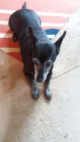 Vozinha