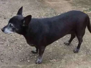 Cachorro raça RND idade 6 ou mais anos nome Vozinha