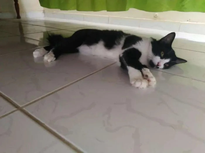 Gato raça Vira lata idade 2 a 6 meses nome Panda