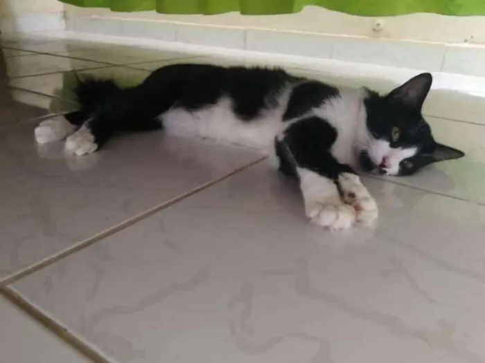 Gato raça Vira lata idade 2 a 6 meses nome Panda