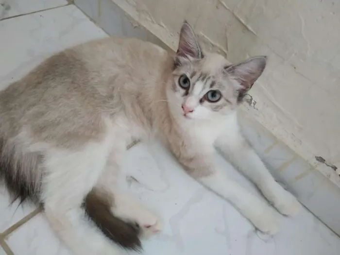 Gato raça Vira lata idade 2 a 6 meses nome Arizona