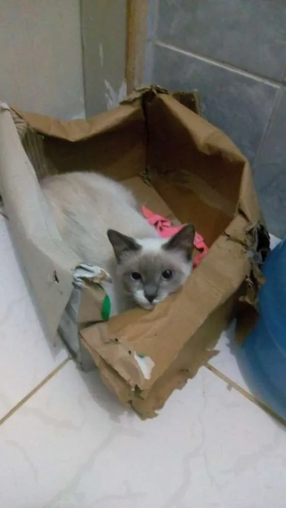Gato raça Vira lata idade 7 a 11 meses nome Claire