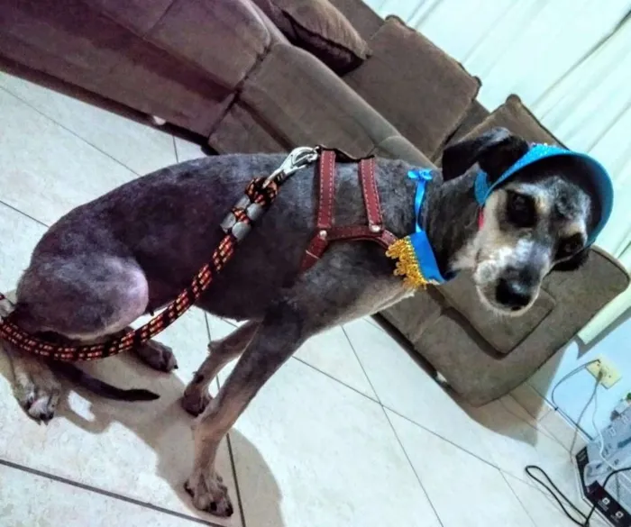 Cachorro ra a Mestiço de Poodle idade  nome Lauryn Hill