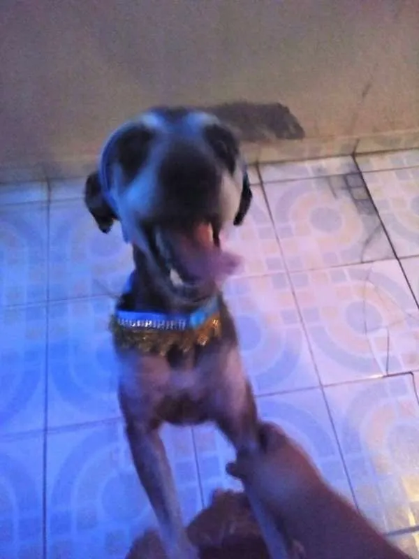 Cachorro ra a Mestiço de Poodle idade  nome Lauryn Hill