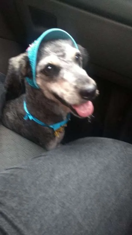 Cachorro ra a Mestiço de Poodle idade  nome Lauryn Hill
