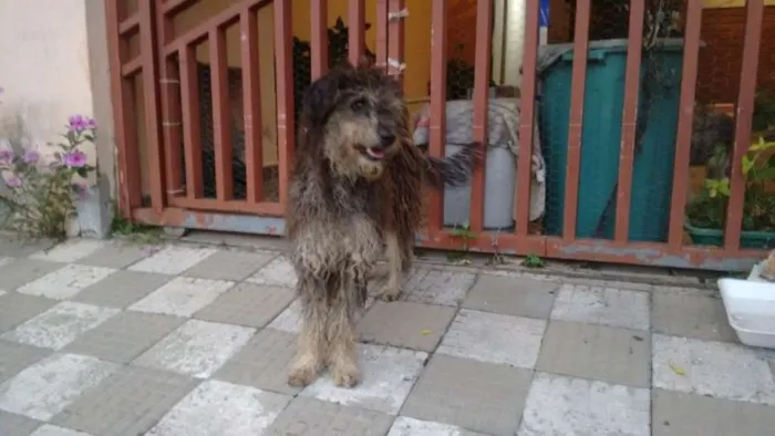 Cachorro ra a Mestiço de Poodle idade  nome Lauryn Hill