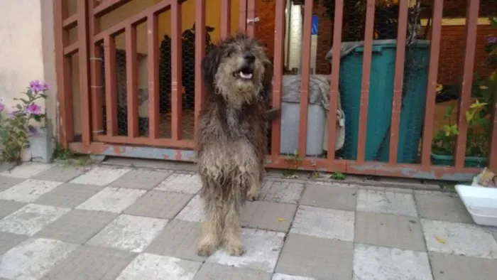 Cachorro ra a Mestiço de Poodle idade  nome Lauryn Hill