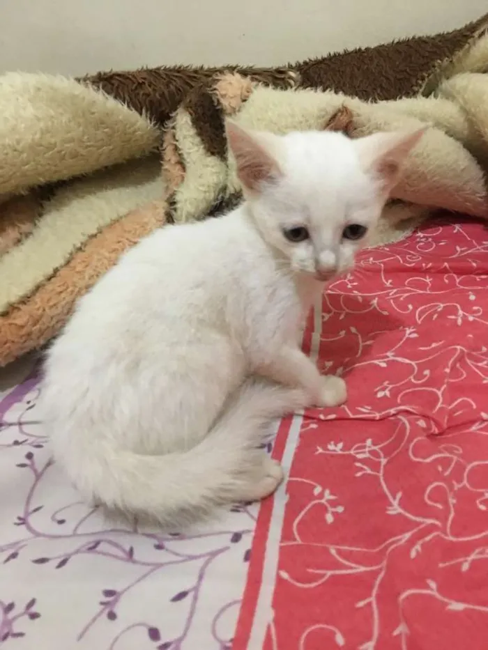 Gato ra a  idade Abaixo de 2 meses nome Sem nomes