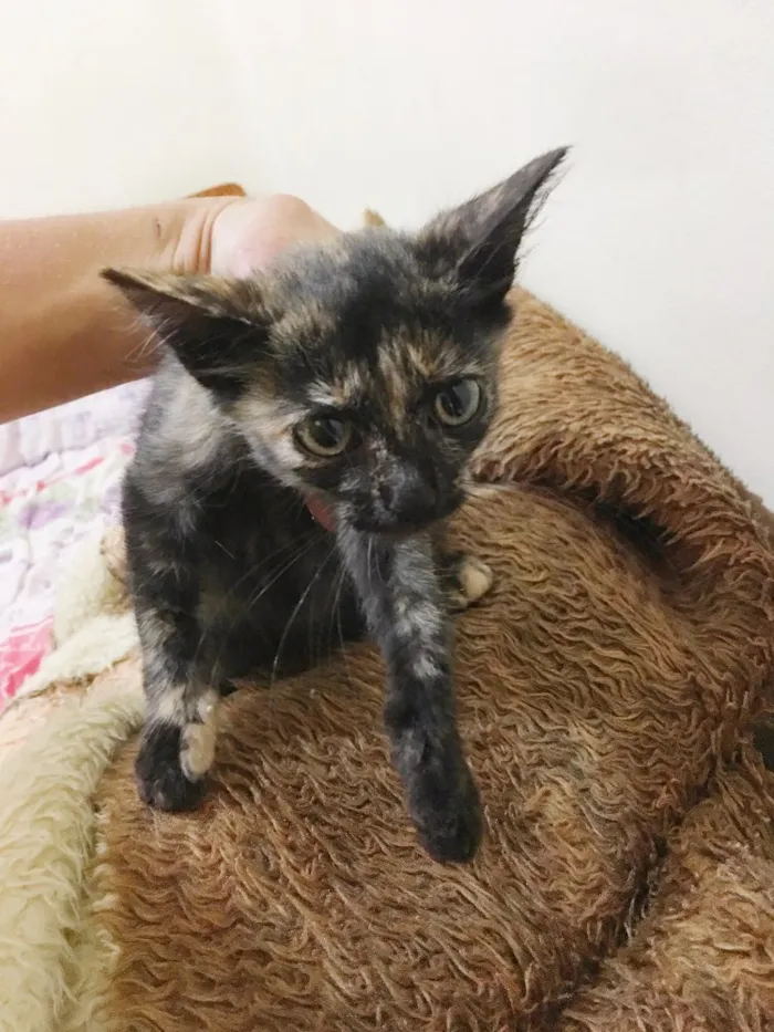 Gato ra a  idade Abaixo de 2 meses nome Sem nomes