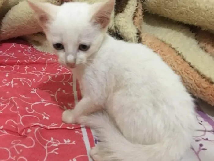 Gato ra a  idade Abaixo de 2 meses nome Sem nomes
