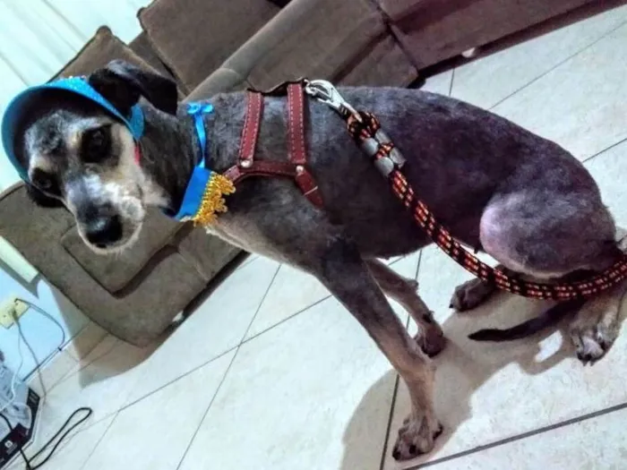 Cachorro ra a Mestiço de Poodle idade  nome Lauryn Hill