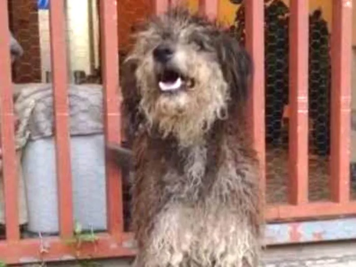 Cachorro ra a Mestiço de Poodle idade  nome Lauryn Hill