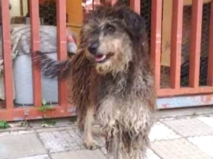 Cachorro ra a Mestiço de Poodle idade  nome Lauryn Hill