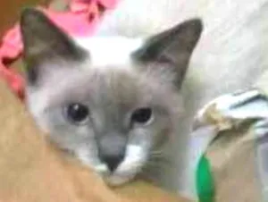 Gato raça Vira lata idade 7 a 11 meses nome Claire